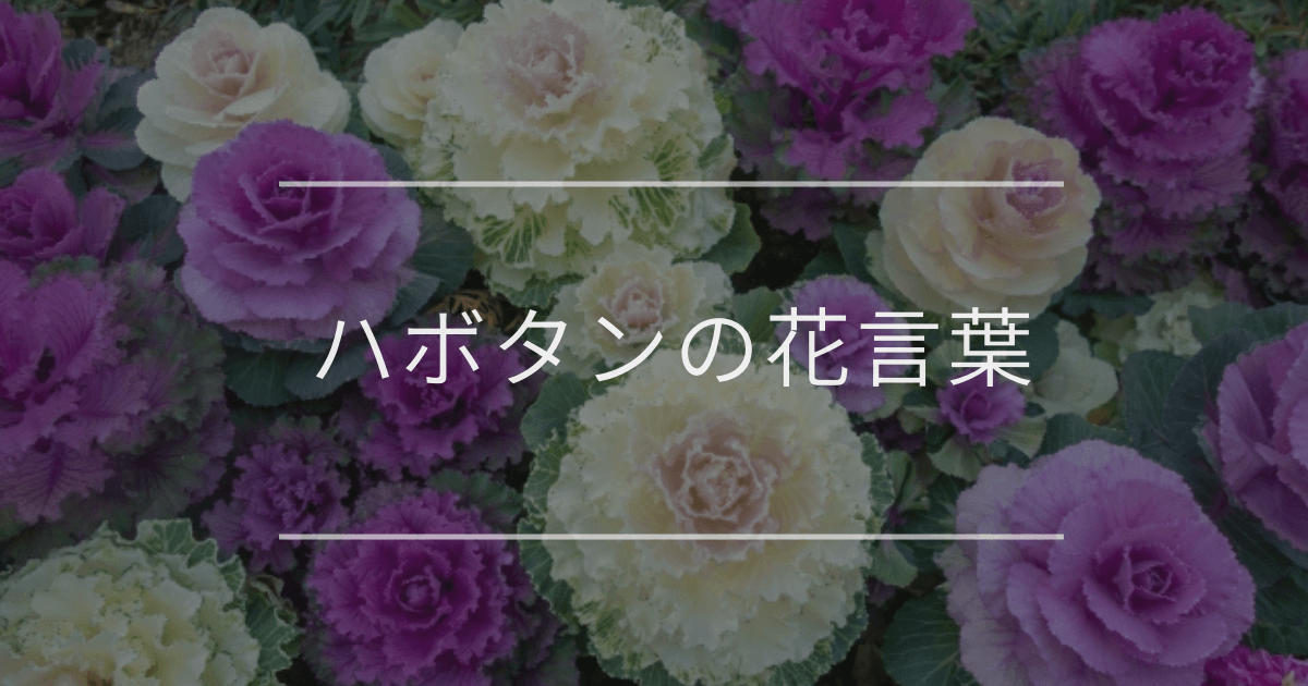 ハボタンの花言葉