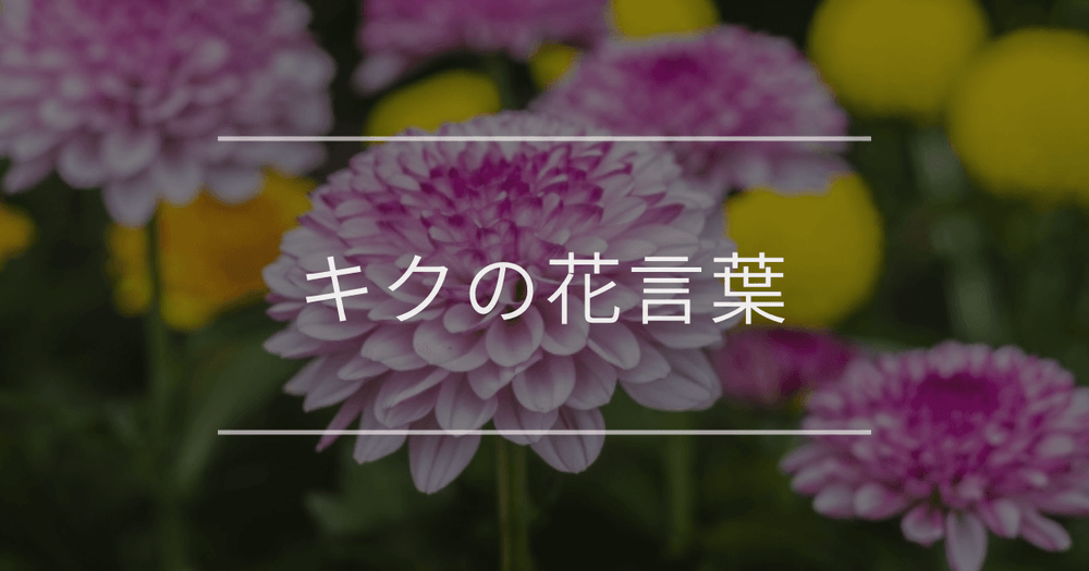 キクの花言葉｜色別や誕生花、名前の由来