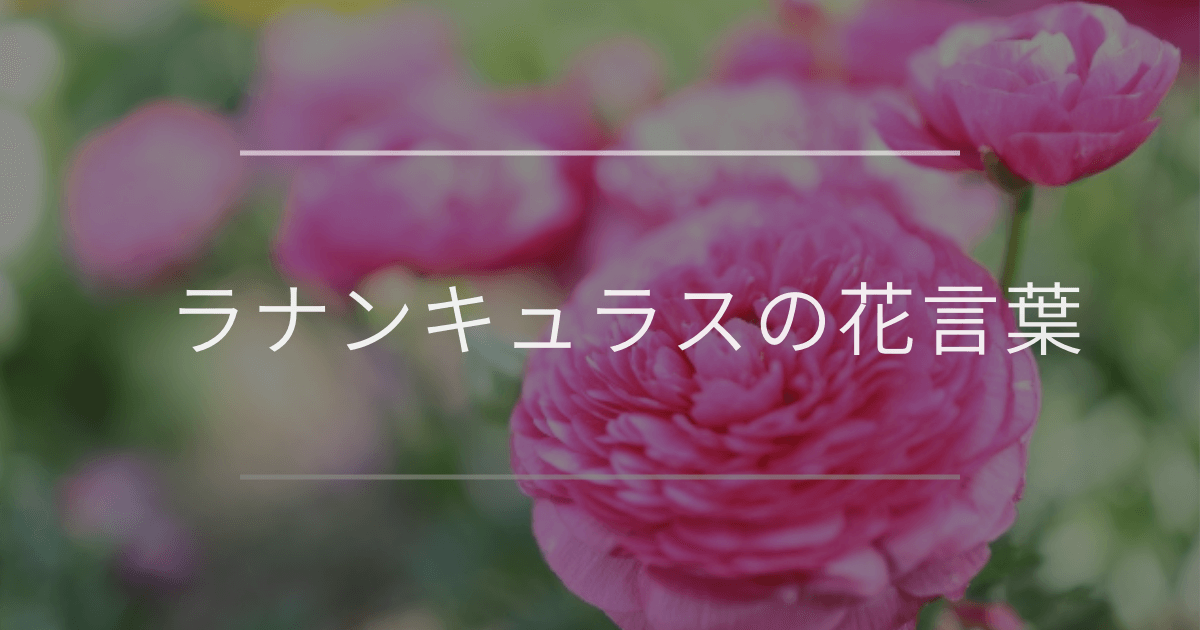 ラナンキュラスの花言葉｜色別や誕生花、名前の由来