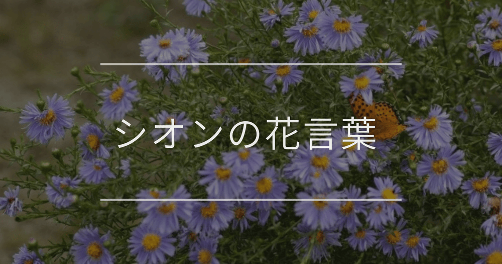 シオンの花言葉｜色別や誕生花、名前の由来