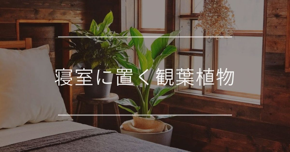 寝室に置くおすすめ観葉植物5選｜選び方、良くないとされる理由や風水効果について