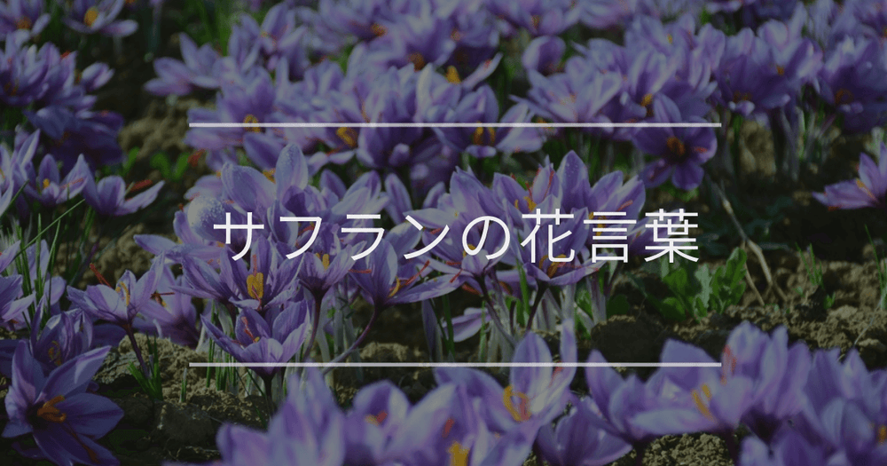 サフランの花言葉｜色別や誕生花、名前の由来