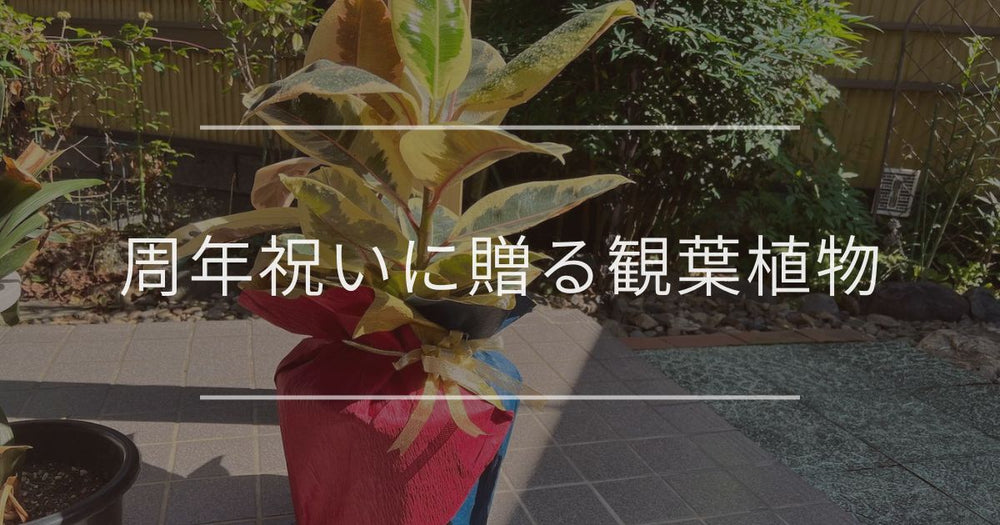 周年祝いに贈る観葉植物｜おすすめと選び方