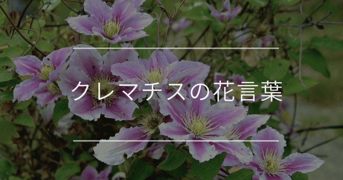 クレマチスの花言葉｜色別や誕生花、名前の由来 | 観葉植物・お花の通販 AND PLANTS (アンドプランツ)