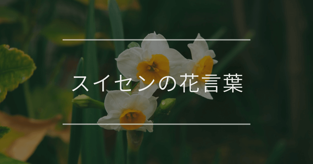スイセンの花言葉｜色別の花言葉や誕生花、名前の由来