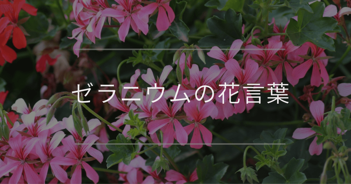 ゼラニウムの花言葉｜色別の花言葉や誕生花、名前の由来 | 観葉植物