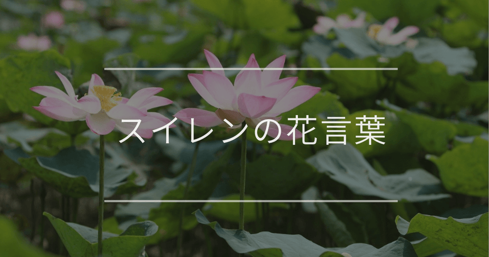 スイレンの花言葉｜色別の花言葉や誕生花、名前の由来