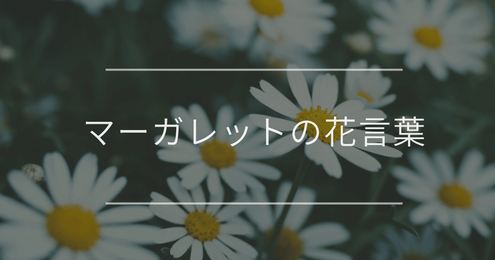 マーガレットの花言葉｜色別の花言葉や誕生花、名前の由来