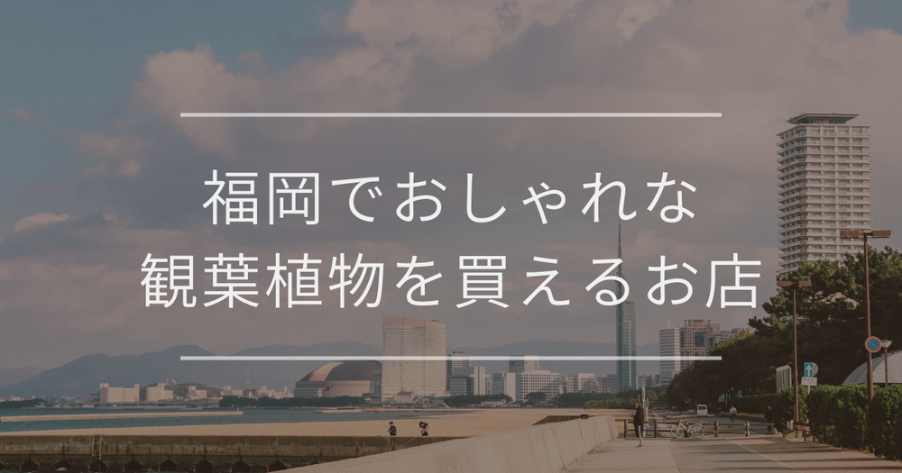 福岡でおしゃれな観葉植物を買えるお店