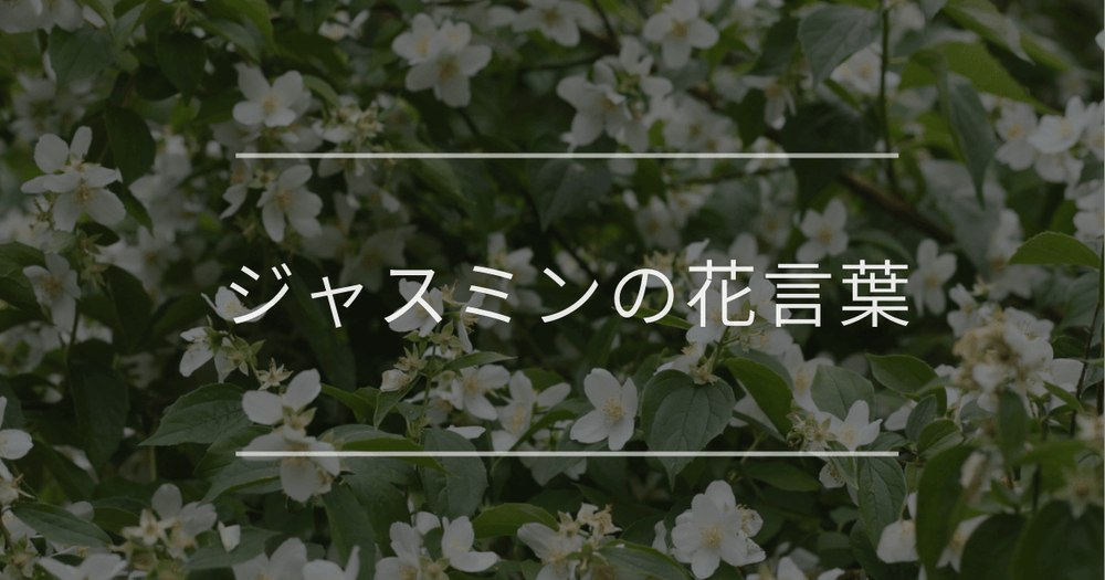 ジャスミンの花言葉｜色別の花言葉や誕生花、名前の由来