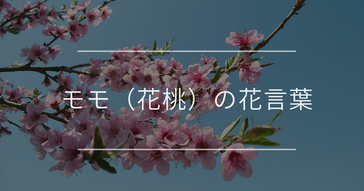 モモ（花桃）の花言葉｜誕生花、名前の由来、育て方など