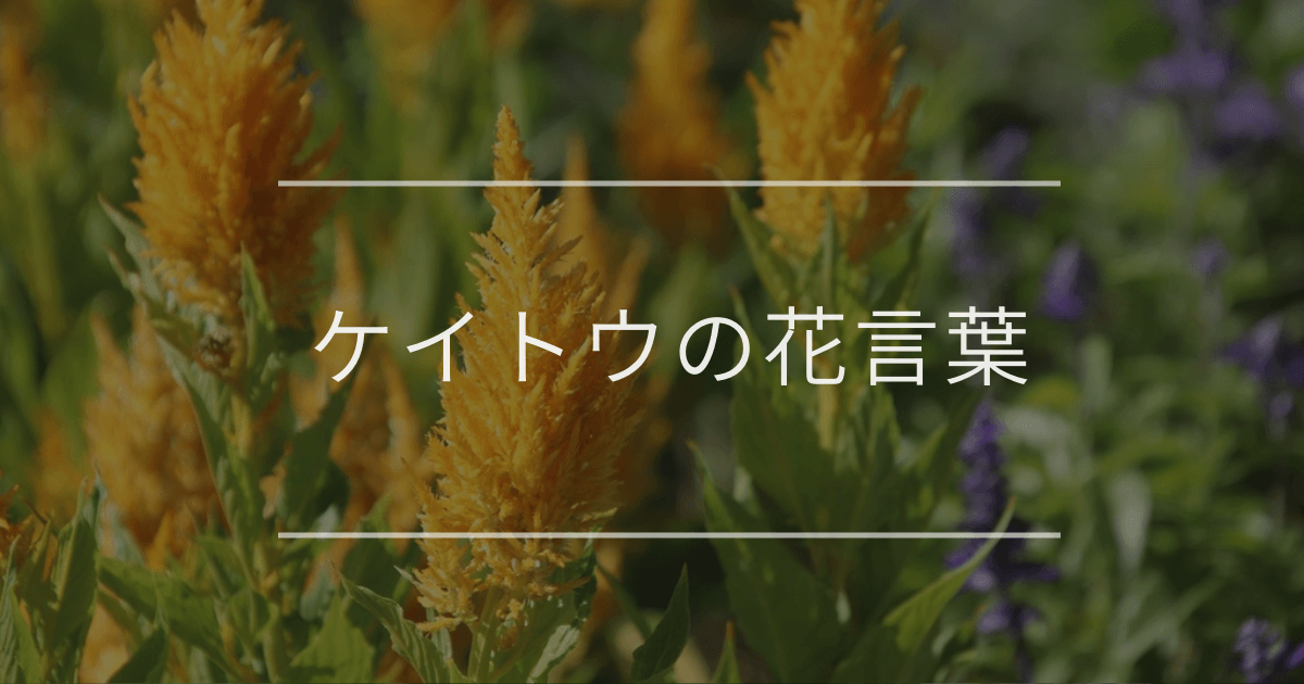 ケイトウの花言葉