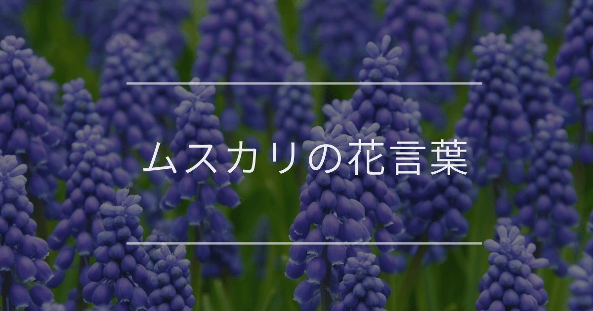 ムスカリの花言葉