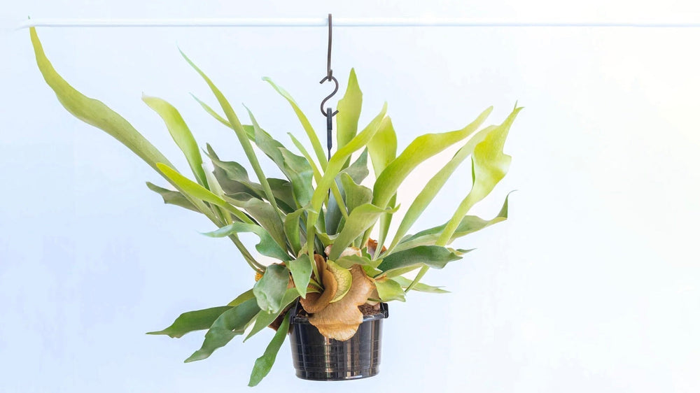 プロが教える「ビカクシダ（コウモリラン）の育て方」