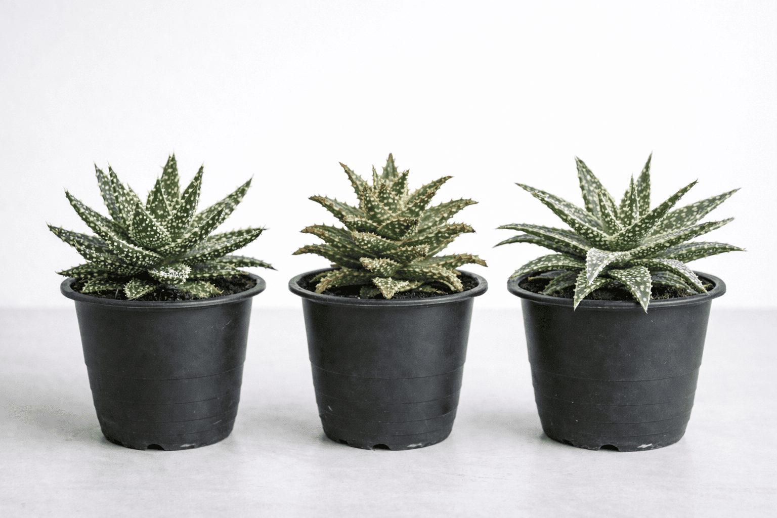 アロエの育て方｜育てるコツやよくあるトラブルの対処法を解説