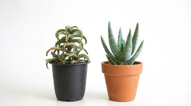 アロエの育て方｜育てるコツやよくあるトラブルの対処法を解説