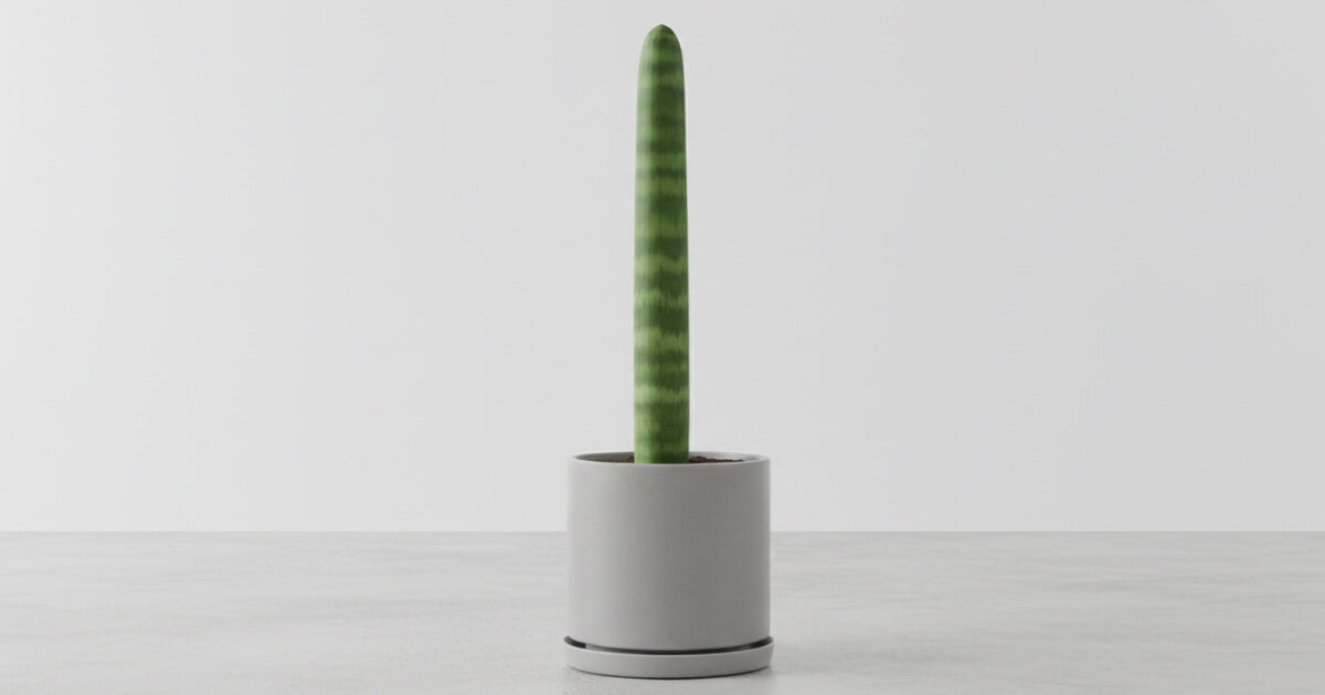 サンスベリア・スタッキーの育て方