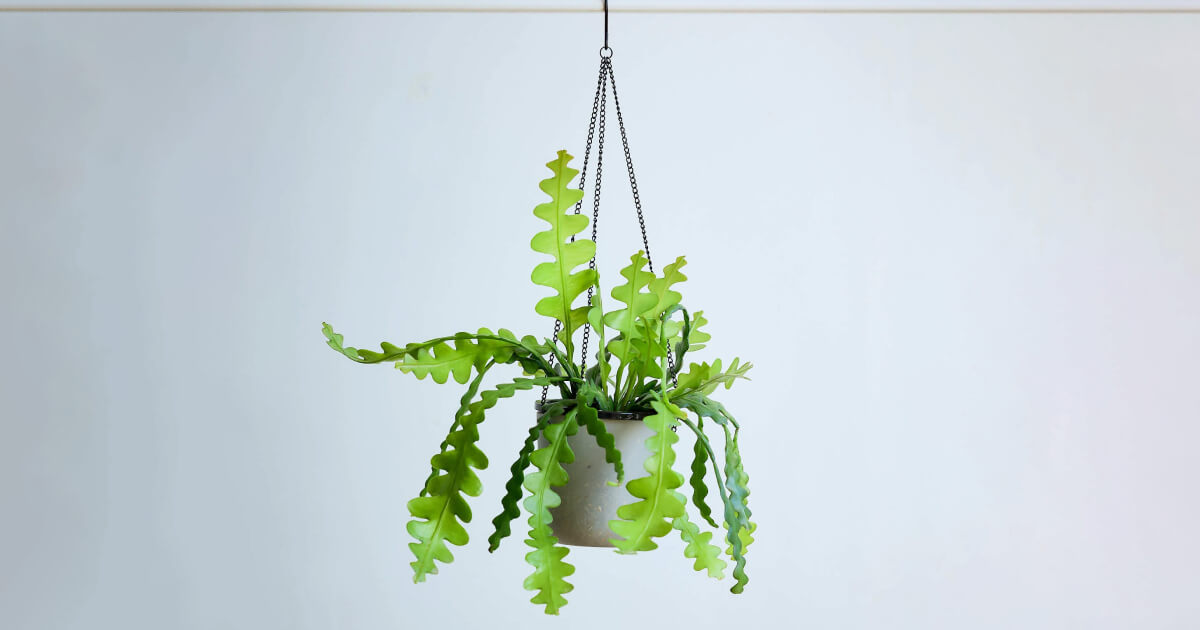 エピフィルムの育て方｜生育・害虫トラブルも解説