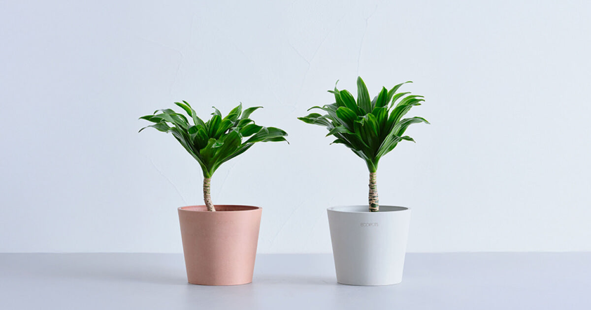 ドラセナ・フラグランスの育て方