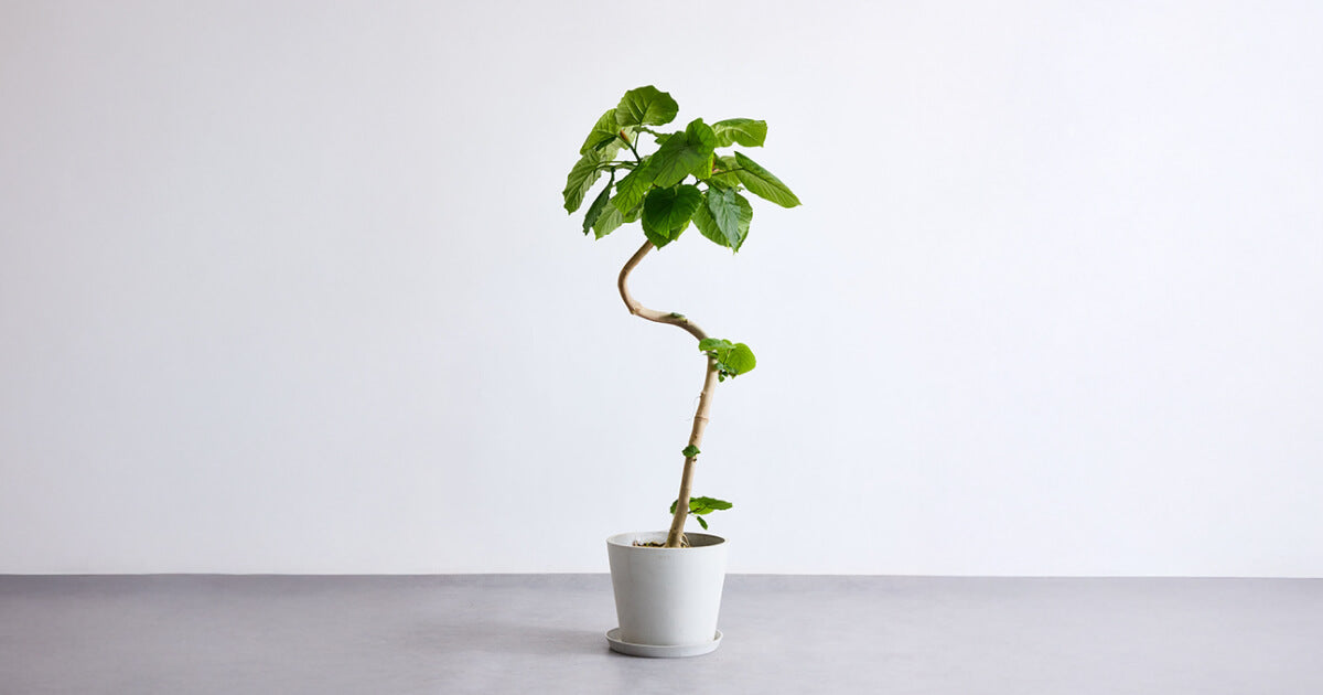 ウンベラータの曲げ方｜プロが教える幹を曲げるコツ | 観葉植物・お花