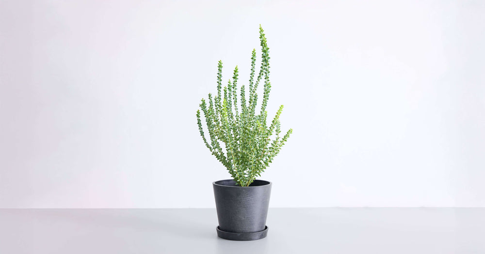 三角葉アカシアの育て方｜冬越しやよくあるトラブルについて