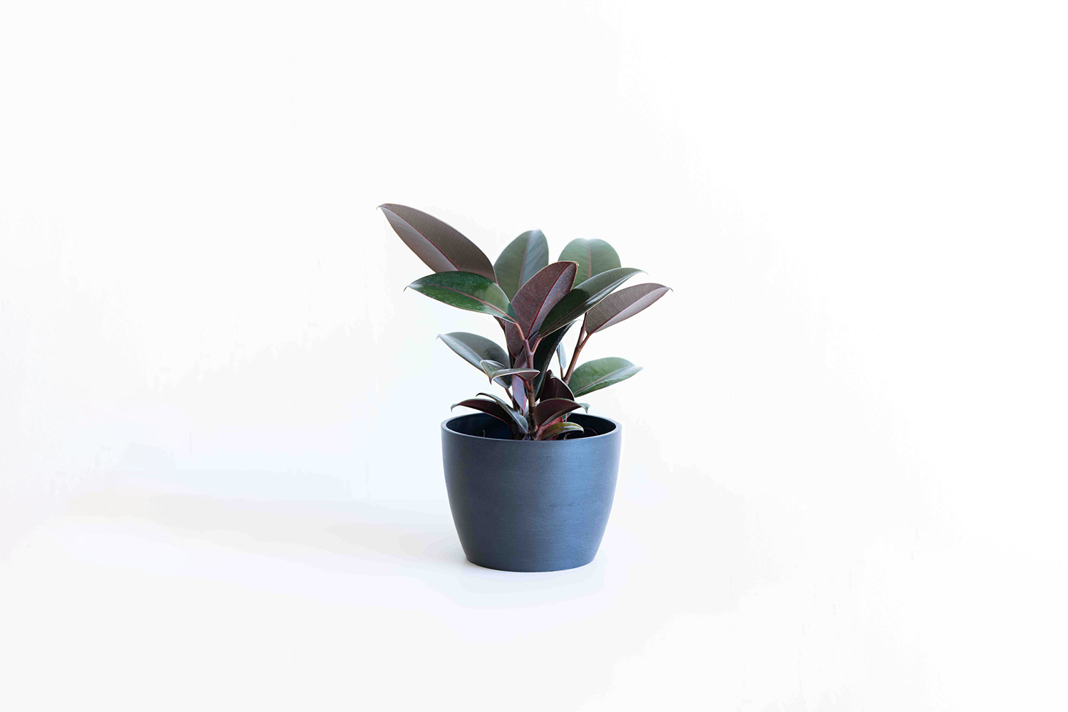 観葉植物 フィカス バーガンディ 観葉植物 フィカス バーガンディ 5号 ノーマル ベラ ピンク