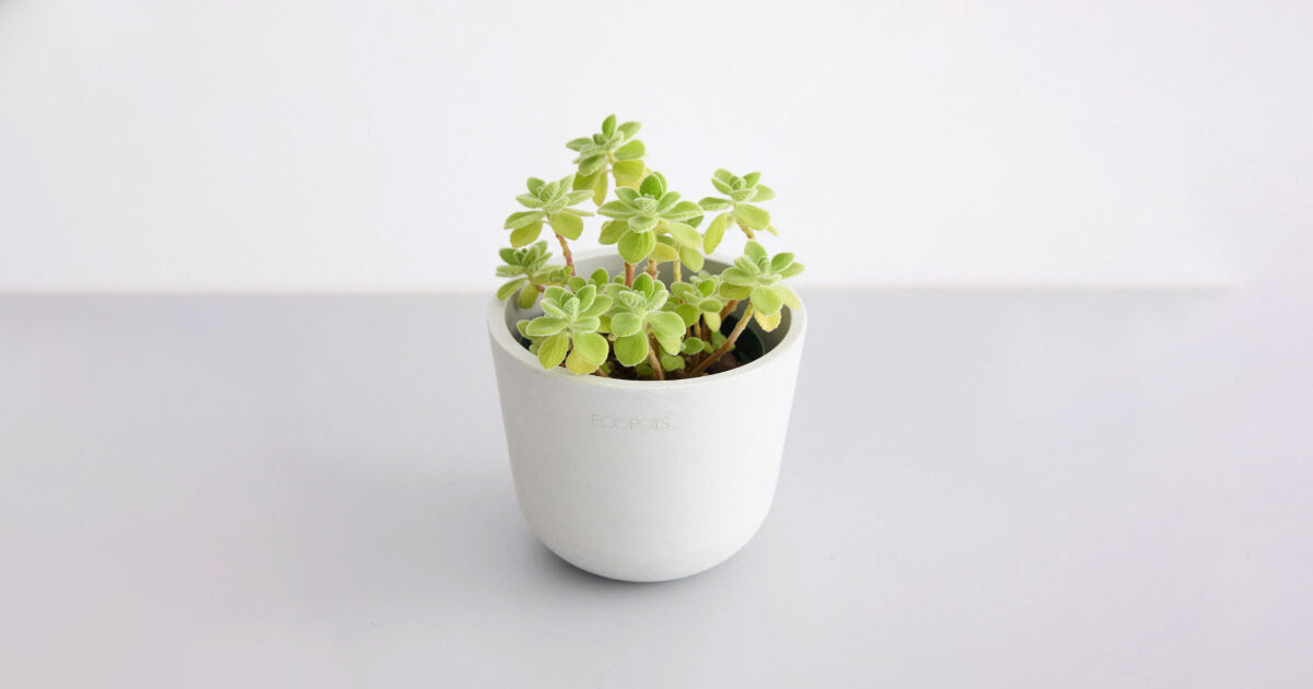 プレクトランサス・ アロマティカスの育て方