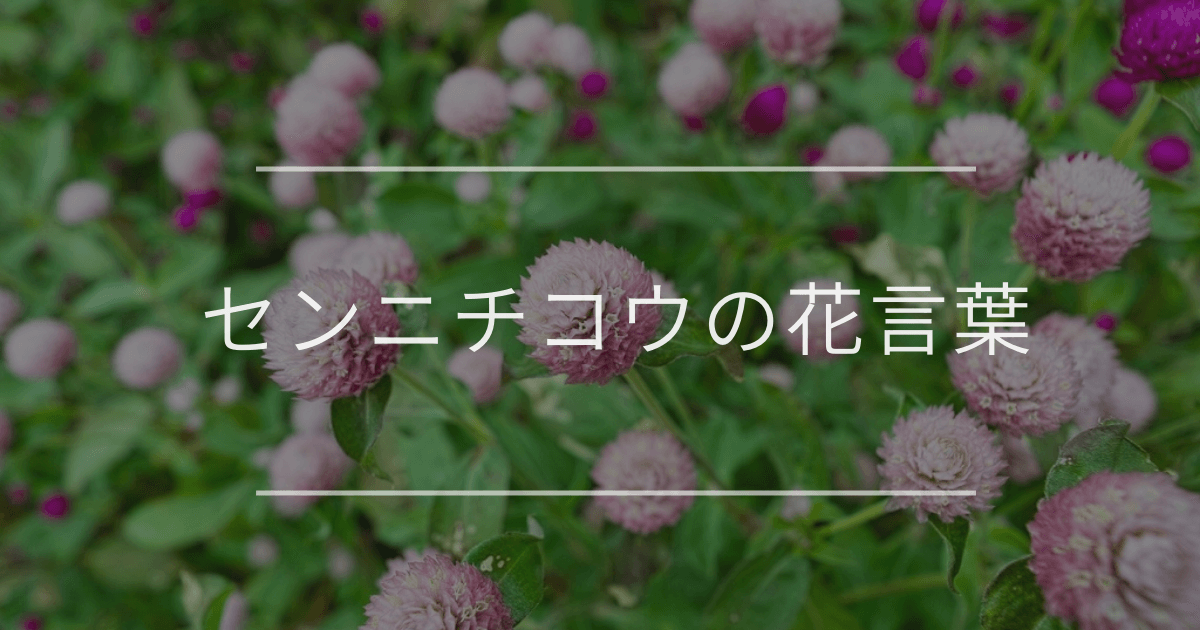 センニチコウの花言葉