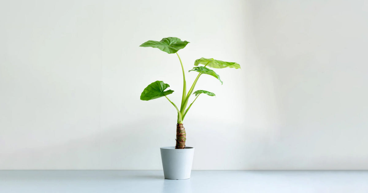 クワズイモ　観葉植物 クワズイモの育て方 | 観葉植物・お花の通販 AND PLANTS (アンドプランツ)