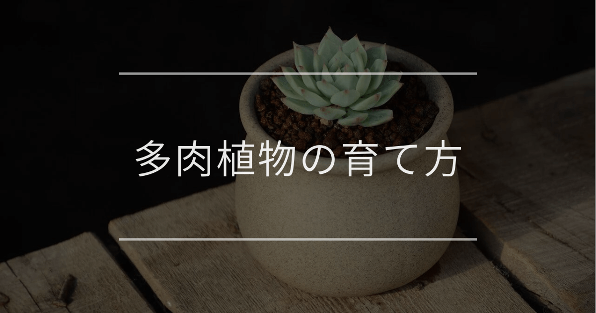 多肉植物の育て方