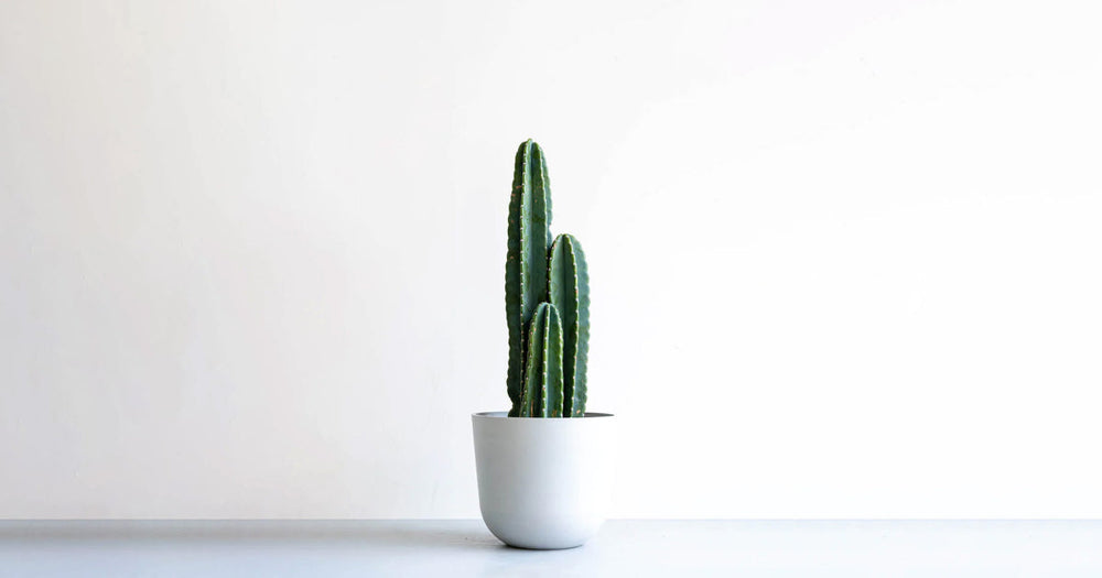 柱サボテンの育て方