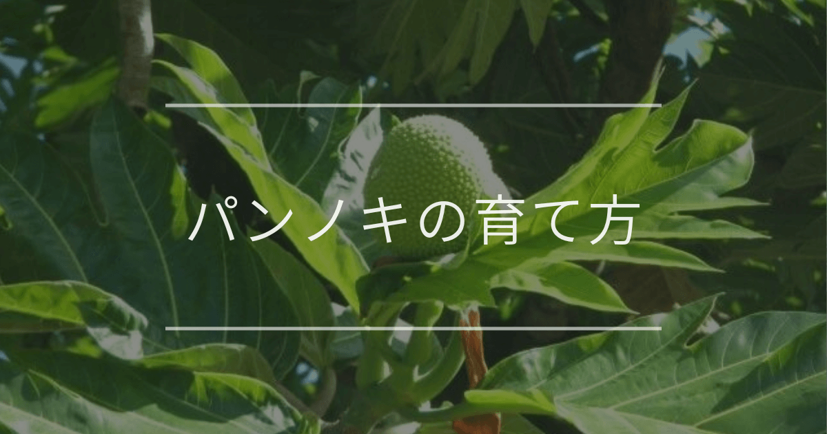 パンノキの育て方 | 観葉植物の通販 AND PLANTS (アンドプランツ) パンノキの育て方 | 観葉植物の通販 AND PLANTS (アンドプランツ)