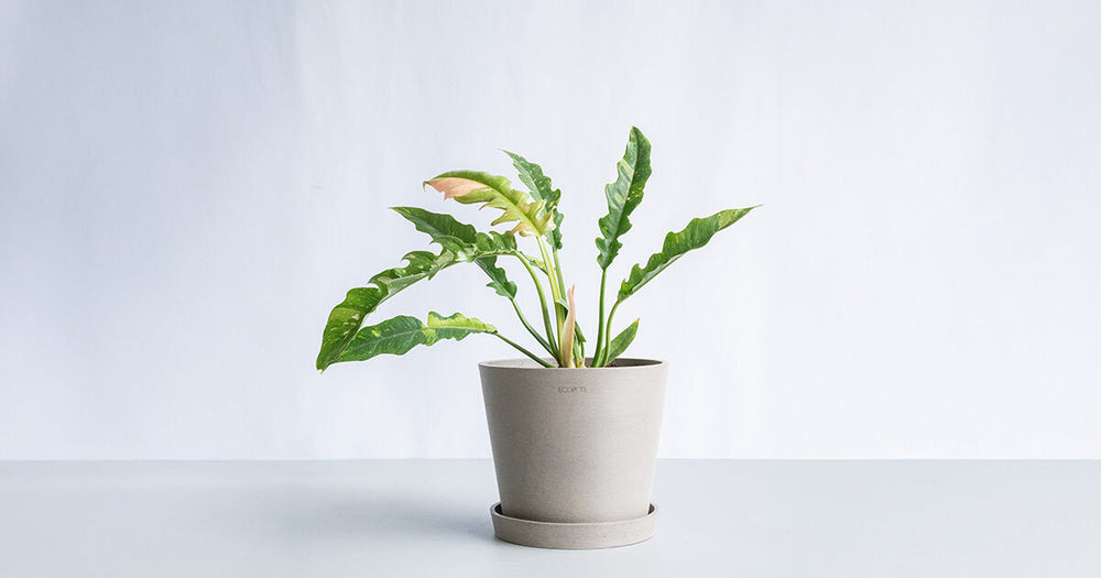 フィロデンドロン・リングオブファイヤーの育て方｜育てるコツとトラブル対処法