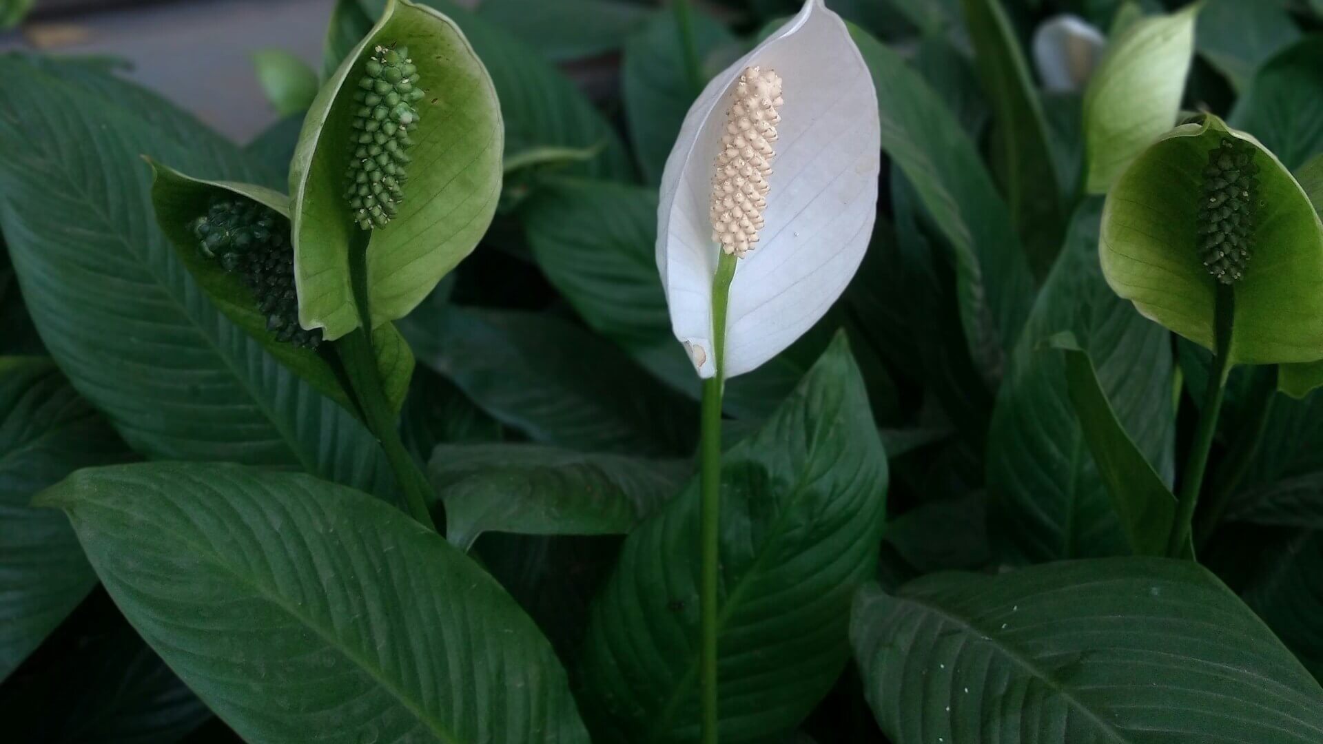 スパシィフィラムの育て方