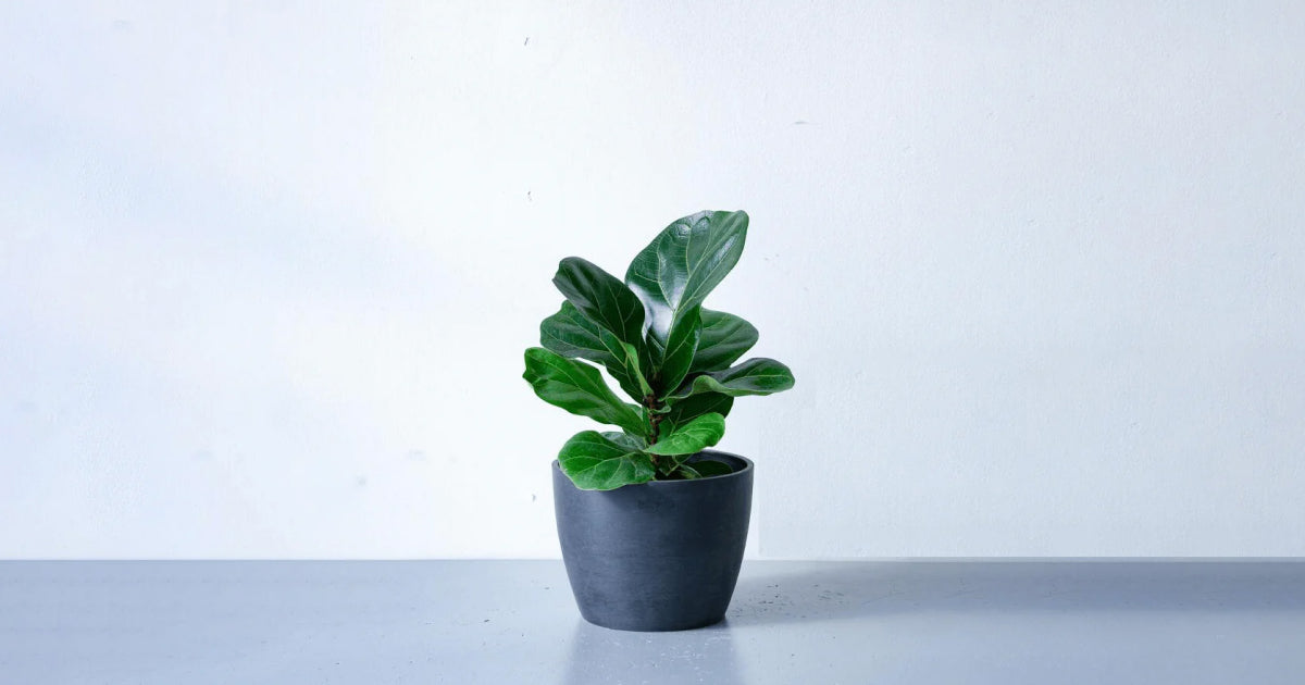 カシワバゴムノキの育て方 | 観葉植物の通販 AND PLANTS (アンドプランツ)