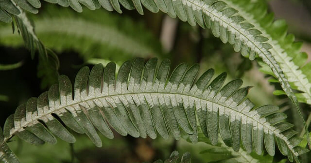 プテリスの育て方 | 観葉植物・お花の通販 AND PLANTS (アンドプランツ)