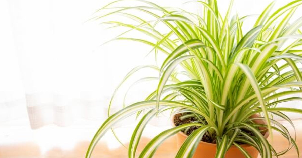 【観葉植物 】オリヅルラン 楽天市場】オリヅルラン4号 吊鉢 鉢植え 観葉植物 斑入りの葉が