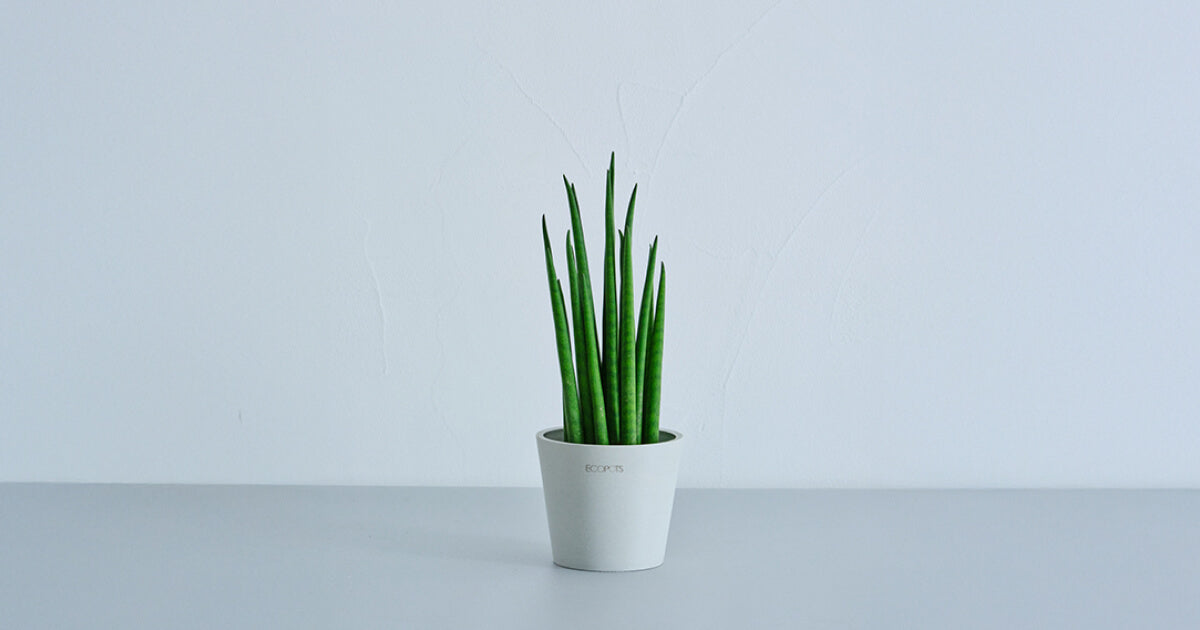 サンスベリア・バキュラリスの育て方｜枯らさないコツから増やし方まで