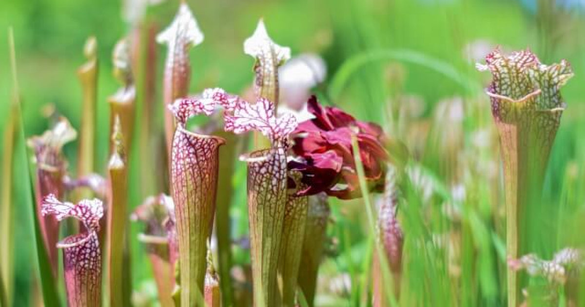 サラセニアの育て方 | 観葉植物・お花の通販 AND PLANTS (アンドプランツ)