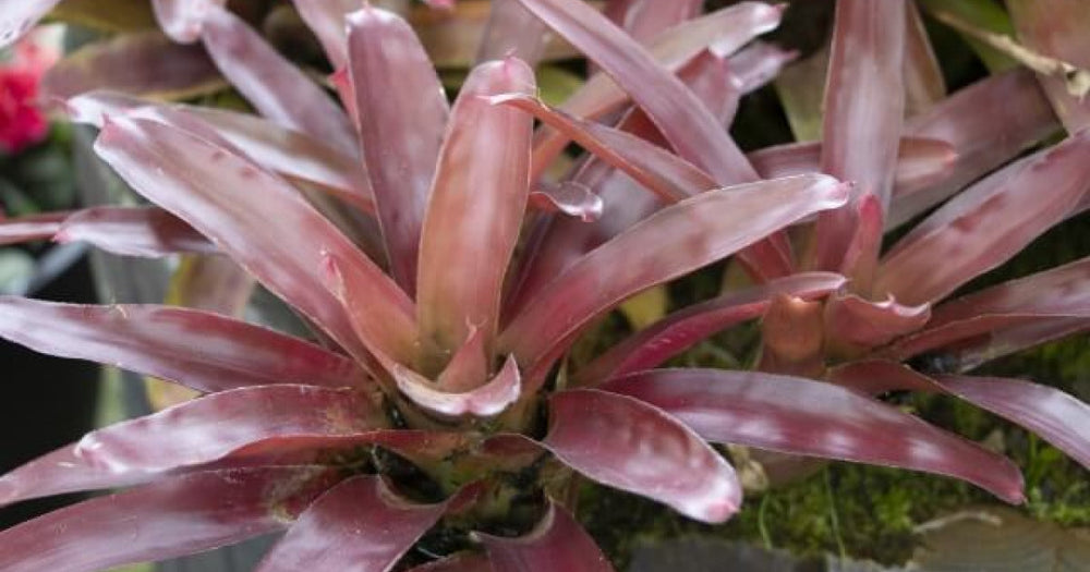 ネオレゲリア・ディープパープルの育て方