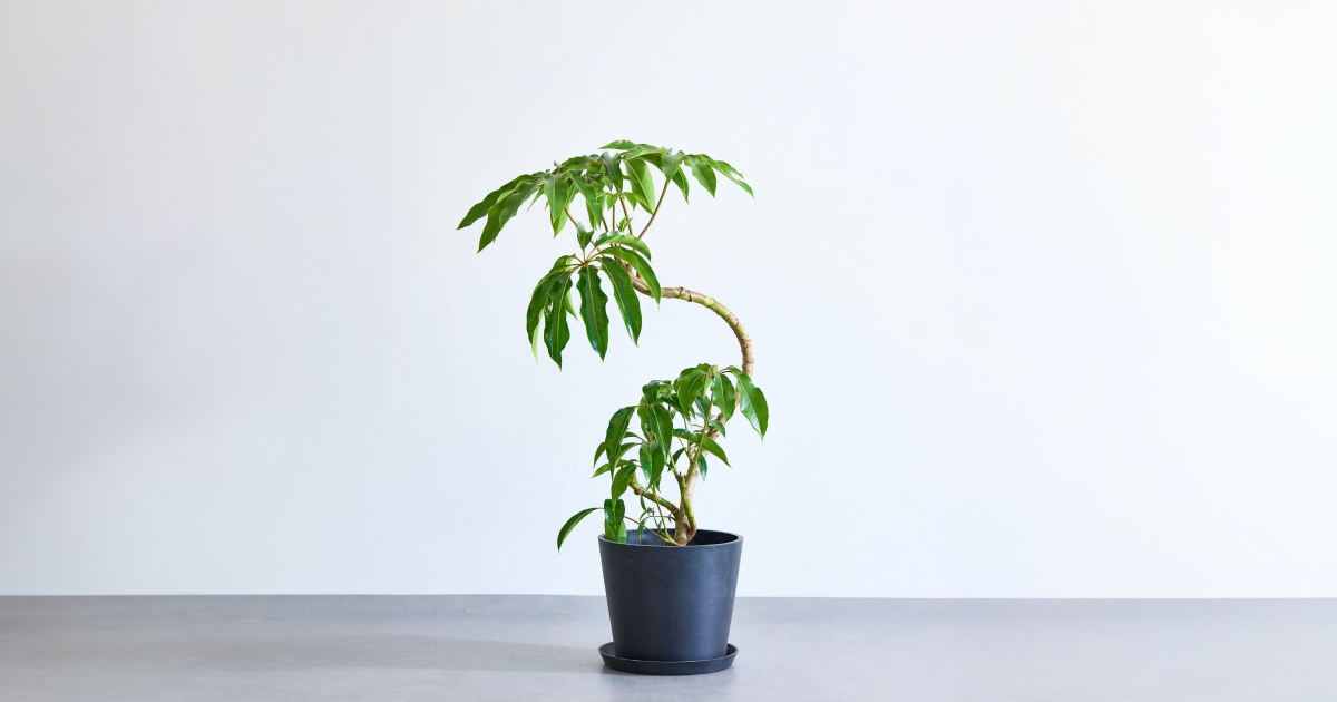 ツピダンサスの育て方 | 観葉植物の通販 AND PLANTS (アンドプランツ) ツピダンサスの育て方 | 観葉植物の通販 AND PLANTS (アンドプランツ)