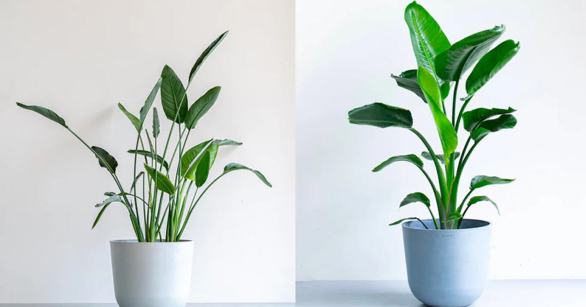 ストレリチア・レギネとオーガスタの違いとは？ | 観葉植物・お花の