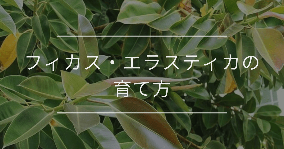 フィカス・エラスティカの育て方 | 観葉植物・お花の通販 AND フィカス・エラスティカの育て方 | 観葉植物・お花の通販 AND