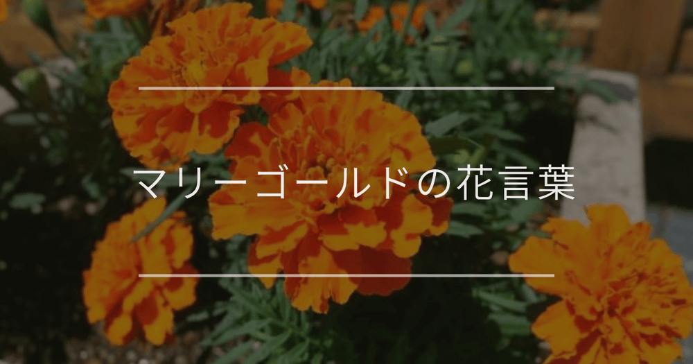 マリーゴールドの花言葉｜色別や誕生花、名前の由来