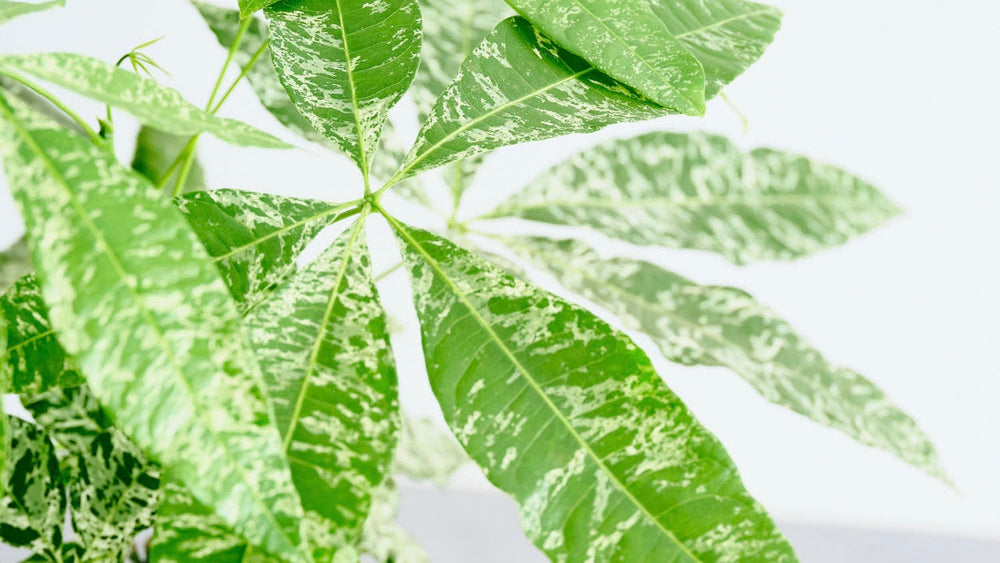 パキラ・ミルキーウェイの育て方