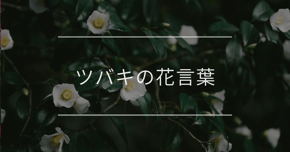ツバキの花言葉｜色別や誕生花、名前の由来