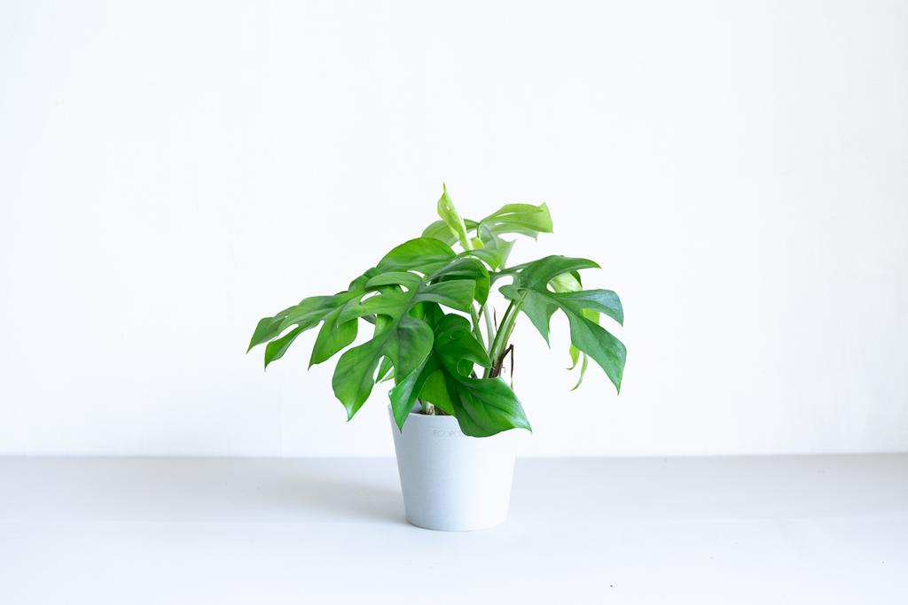 ヒメモンステラ 5号