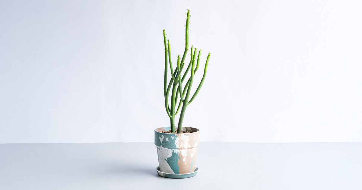 ユーフォルビア | 観葉植物の通販 AND PLANTS (アンドプランツ)