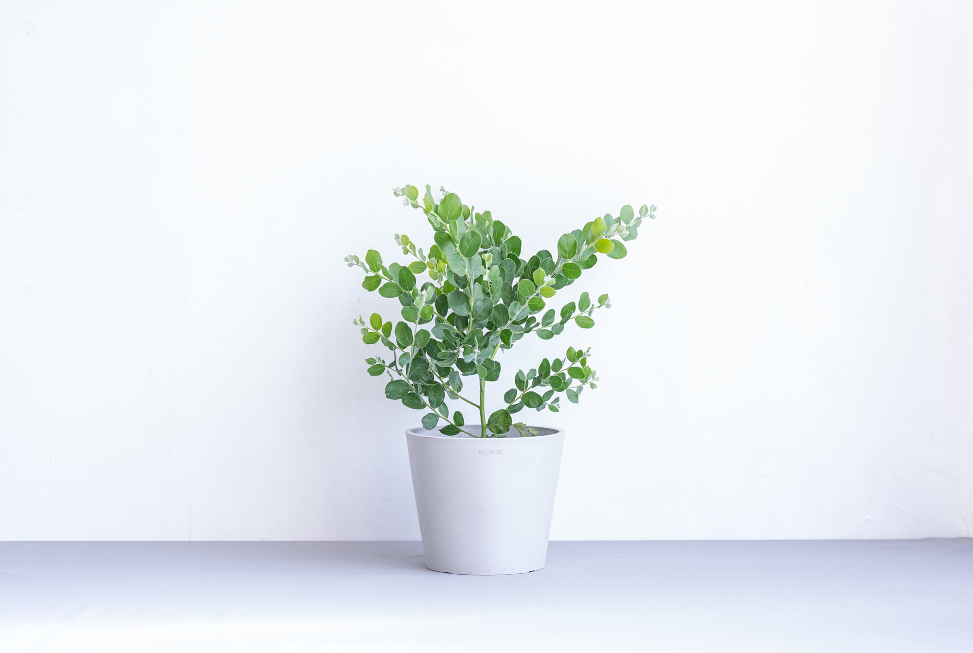 パールアカシア 6号 | 観葉植物の通販 AND PLANTS (アンドプランツ)