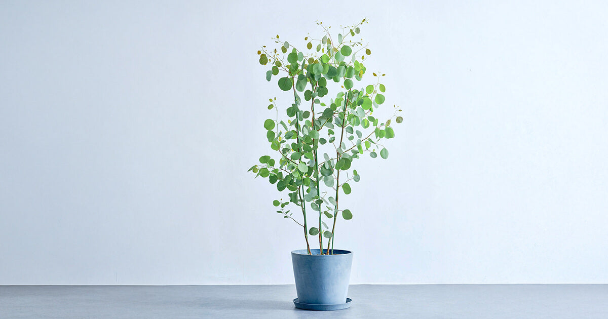 ユーカリ・ポポラス 10号 | 観葉植物の通販 AND PLANTS (アンドプランツ)